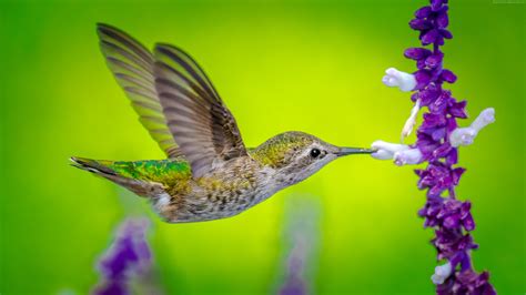 Hummingbird Hd 3840x2160 Wallpaper