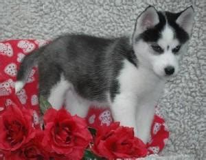 Learn more about adopting a husky puppy or dog. Cute Siberian Husky Puppies For Adoption (719) 357-8676 ...