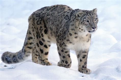 What Is A Big Cat Facts Definition Pictures And Information Meet The