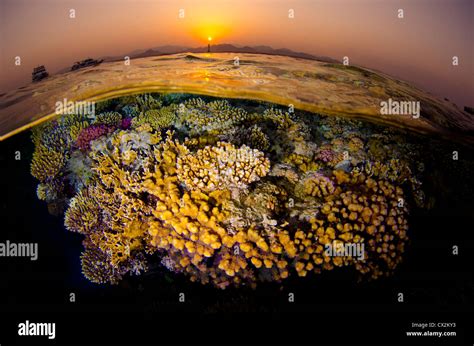 Red Sea Underwater Coral Reef Sea Life Marine Life Ocean Scuba