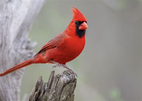 bird of the month northern cardinal mississippi state university extension service