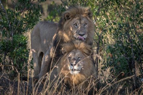 Two Male Lions Spotted Having Sex In Kenya Iflscience