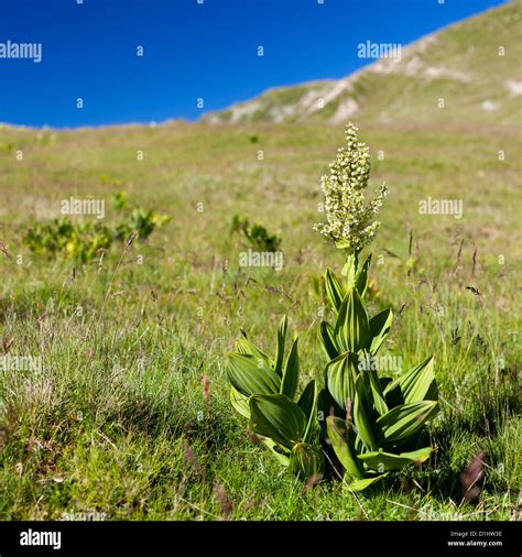 White Hellebore Veratrum Album Poisonous Mountain Flower Stock Photo