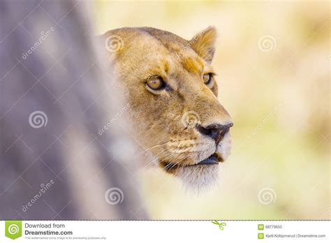 Focused Lion Stands Behind A Tree In Africa Stock Photo Image Of