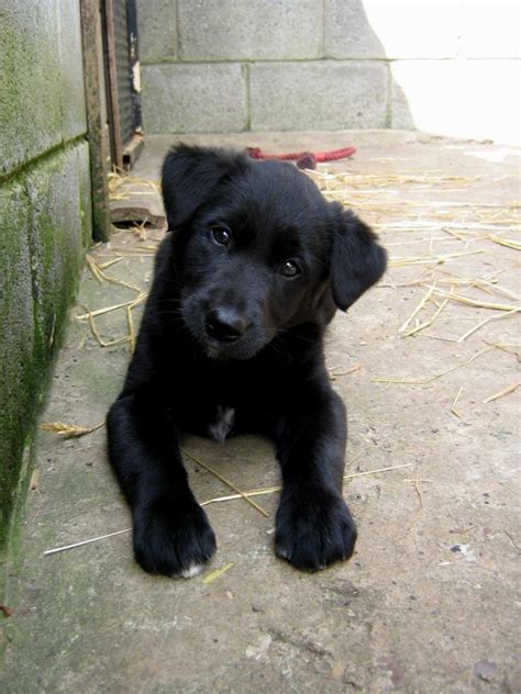Border Collie Lab Mix Puppies Is The Border Collie Lab Mix Really The
