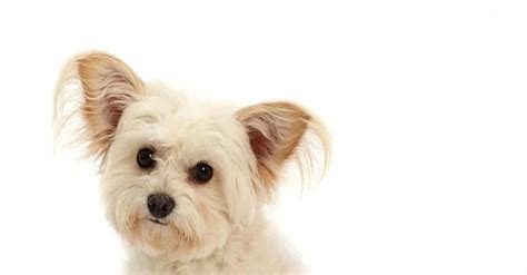Pomapoo Dog Breed Complete Guide Wiki Point