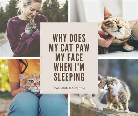 Why Does My Cat Paw My Face When Im Sleeping Animals Hq