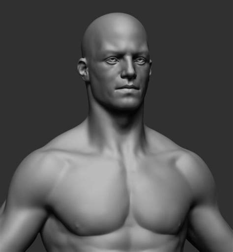 Male Anatomy Male Anatomy Muscular System 3d Model Cgstudio Male