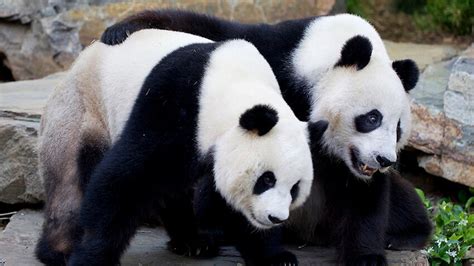 Adelaide Pandas Close To Breeding Season Sbs News