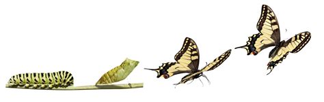 Digital Transformation From A Caterpillar To A Butterfly