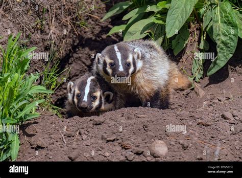 Badger Baby Hi Res Stock Photography And Images Alamy