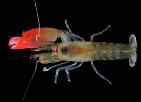 Oh Snap New Pistol Shrimp Species Named After Pink Floyd Ctv News
