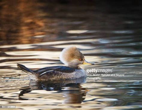 Female Hooded Merganser Photos And Premium High Res Pictures Getty Images