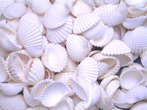 Set Of 50 Tiny White Ark Shells Seashell 12 34 13 19mm Beach