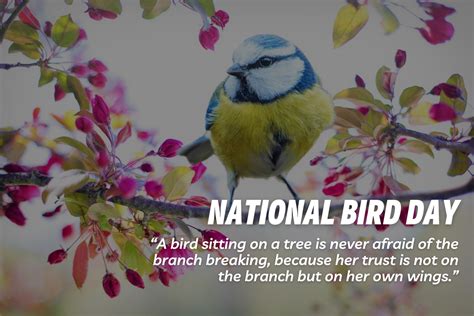 National Bird Day In The United States 2023 Slogans Images Messages