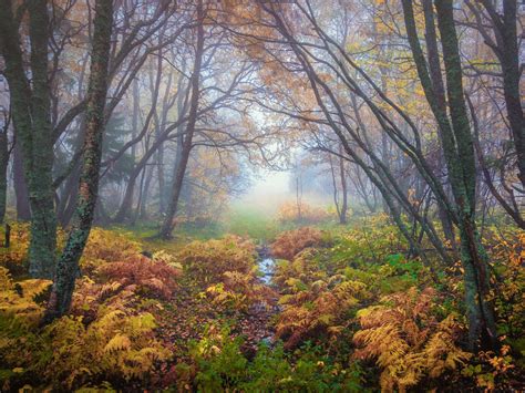 Forest Magical Colors In Autumn Trondheim Norway Landscape Nature 4k
