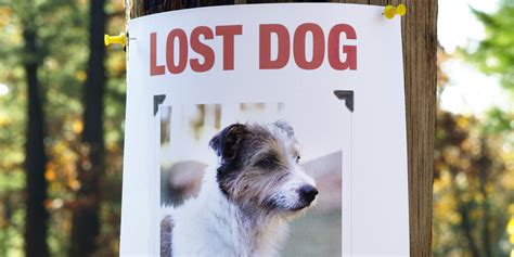 How To Find A Lost Dog Things You Havent Considered Nicole Wilde