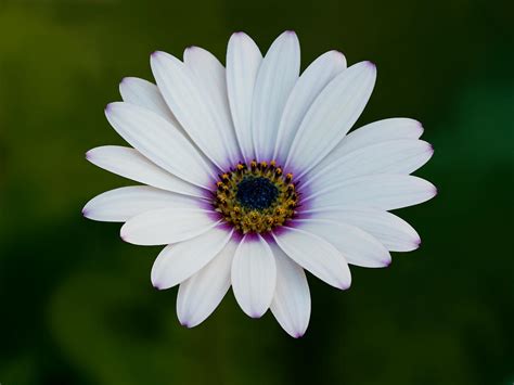 White African Daisy Photograph By Bel Menpes Fine Art America