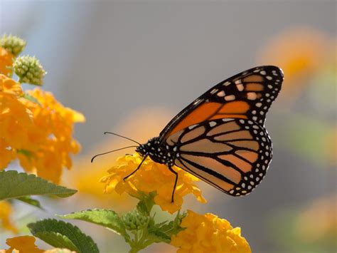 Monarch Butterfly And Yellow Lanthana Desktop Wallpaper