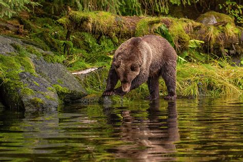 Usa Alaska Tongass National Forest Photograph By Jaynes Gallery