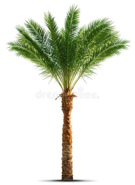 Palm Tree Isolated On White Background Sponsored Tree Palm