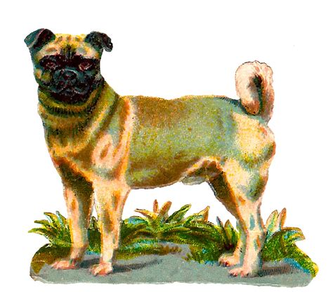 The Graphics Monarch Vintage Pug Dog Clip Art Animal Digital Image