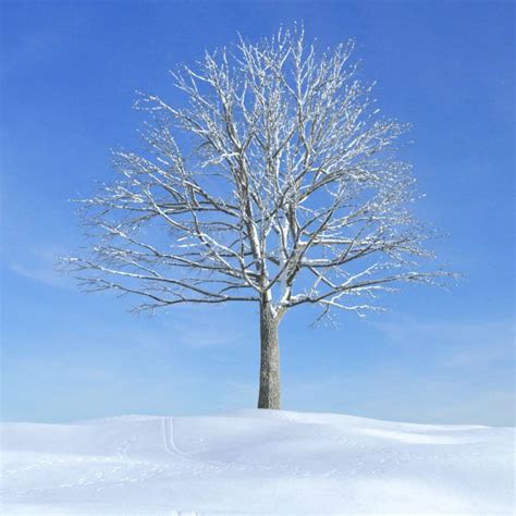 Snowy Winter Tree 3d Model