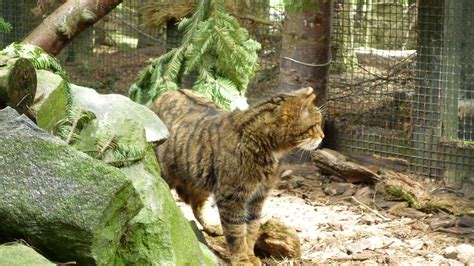 Scottish Wildcat Highland Wildlife Park Anthony Round Flickr