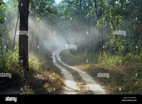 Forest Kanha National Park Madhya Pradesh India South Asia Stock