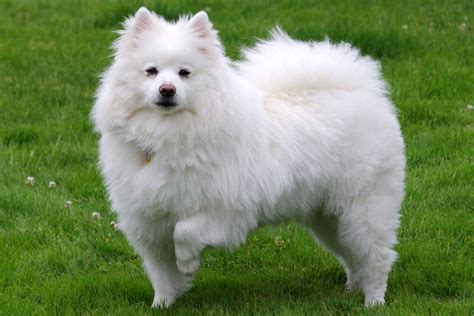 American Eskimo Eskie Dog Breed Characteristics And Care