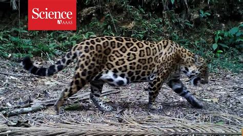 Rare Footage Of Jaguar Cubs Is Inspiring Hope For Brazils Endangered