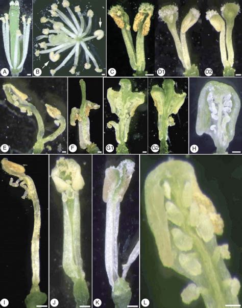 Carpeloidy In The Arabidopsis Sup1 Mutant A Lateral View Of A