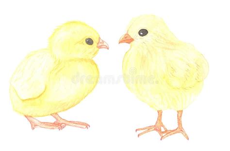 Watercolor Hand Painted Yellow Baby Chickens Stock Photo Illustration