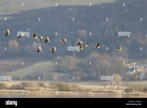 Pink Footed Geese Anser Brachynchus Flock Flying By Loch Leven