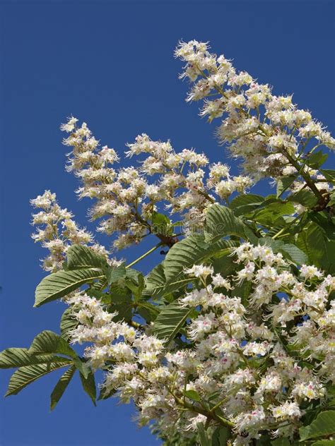 Blooming Chestnut Tree Flowers On The Blue Sky Stock Photo Image Of