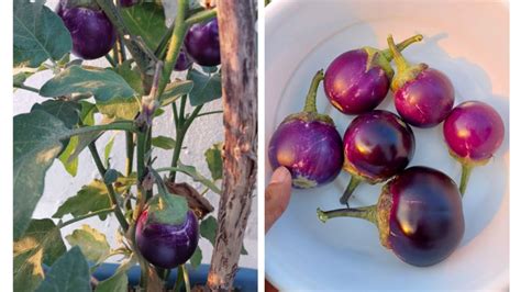 Harvesting Organic Eggplant Brinjals From My Terrace Garden Youtube