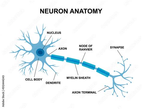 Vector Infographic Of Neuron Anatomy Medical Chart Human Neuron