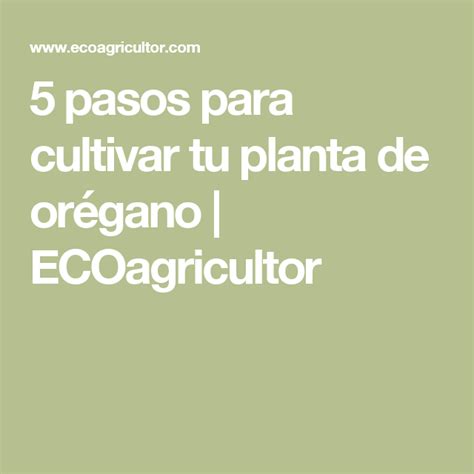 5 Pasos Para Cultivar Tu Planta De Orégano Ecológico Nisperos Planta