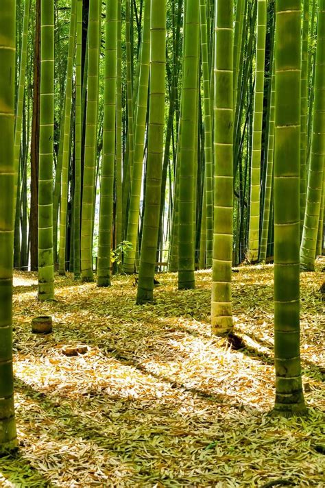Bamboo Tree Bamboo Forest Bamboo Plants Yellow Leaf Trees Green