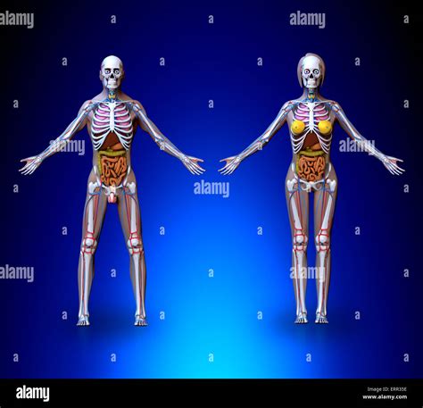 Esqueleto Femenino Humano Fotos E Imágenes De Stock Alamy