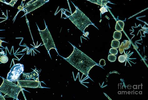 Marine Phytoplankton By Dp Wilson And Photo Researchers