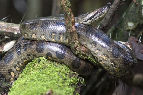 Anaconda Gigante Eunectes Murinus Reptil