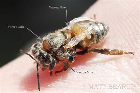 Deformed Wing Virus Apis Mellifera A Honey Bee Infected  Flickr