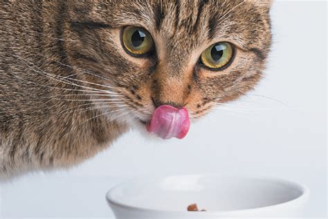 A source of energy and b vitamins for your pet, oatmeal is another human food that can be found in commercial cat foods, like natural balance fat cats dry cat food with oat groats. A Look at Cat Mummies on Display Around the World - Catster