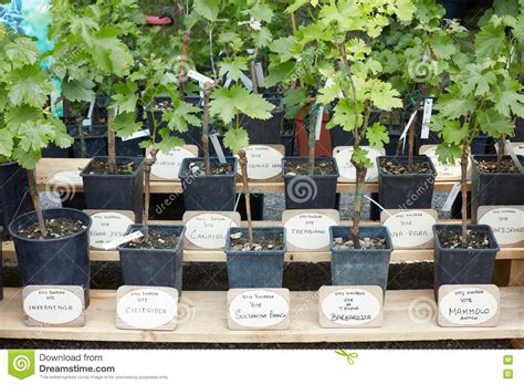 Make two gender mats and name cards for each student. Types Of Italian Vine Plants In Pots With Name Tag ...