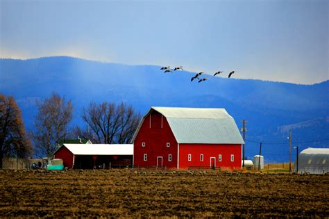 Barn with Geese, Kalispell, MT | Country scenes, Country barn, Red barn