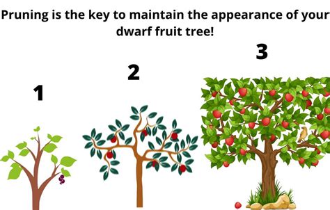 How To Grow Dwarf Fruit Trees In The Garden My Gourmet Garden