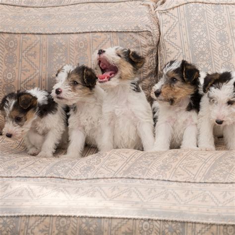 Miniature Fox Terrier Puppies For Sale