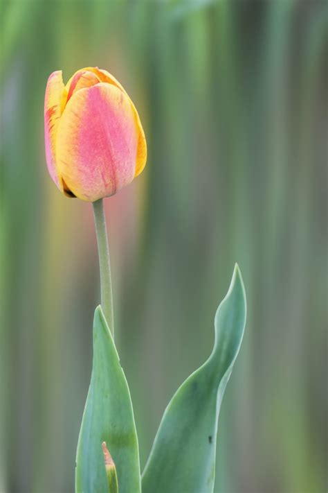 Fotos Gratis Fotografía Hoja Pétalo Florecer Tulipán Verde