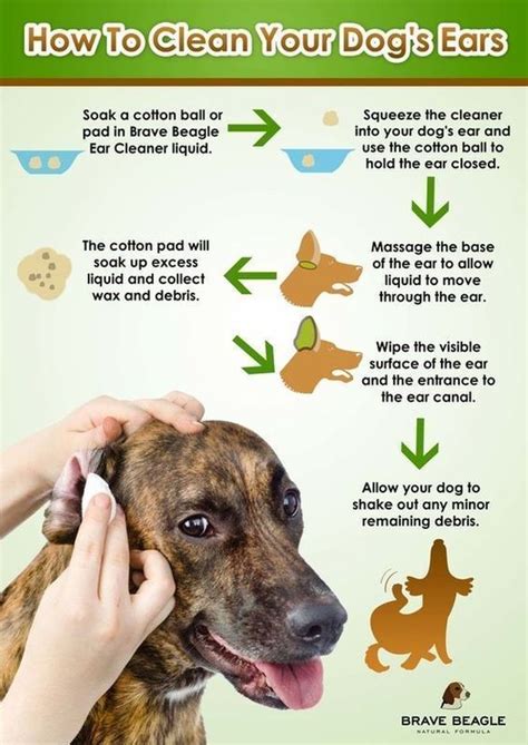 Dogs Infographic Collection You Will Find Pretty Useful Meowlogy